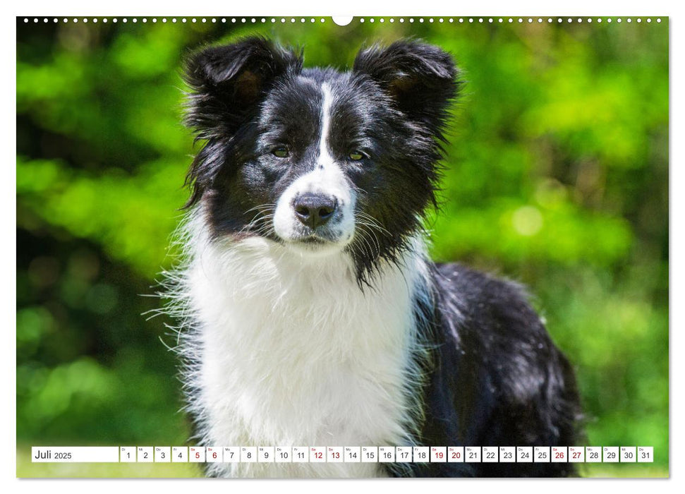 Border Collie - Das Universalgenie unter den Hunden (CALVENDO Premium Wandkalender 2025)