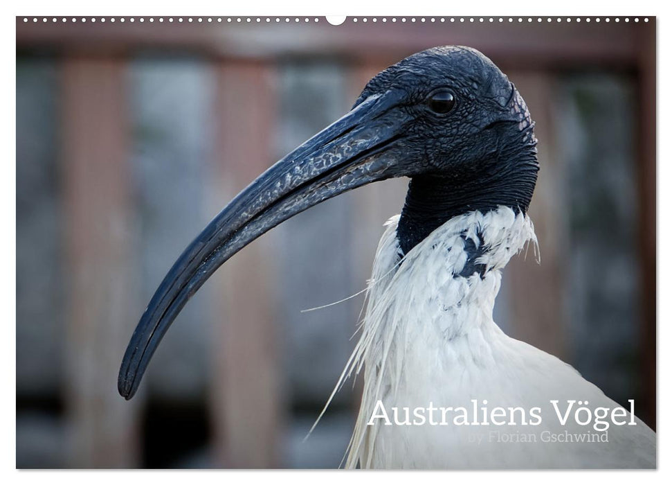 Australiens Vögel (CALVENDO Wandkalender 2025)