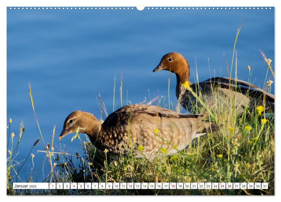 Australiens Vögel (CALVENDO Wandkalender 2025)