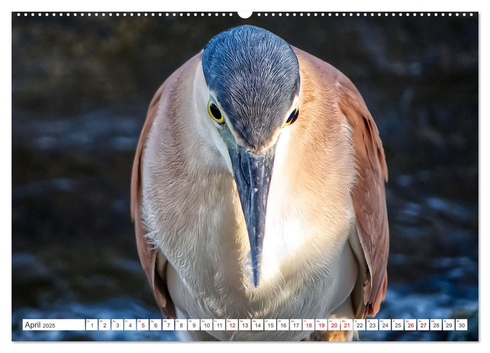 Australiens Vögel (CALVENDO Wandkalender 2025)