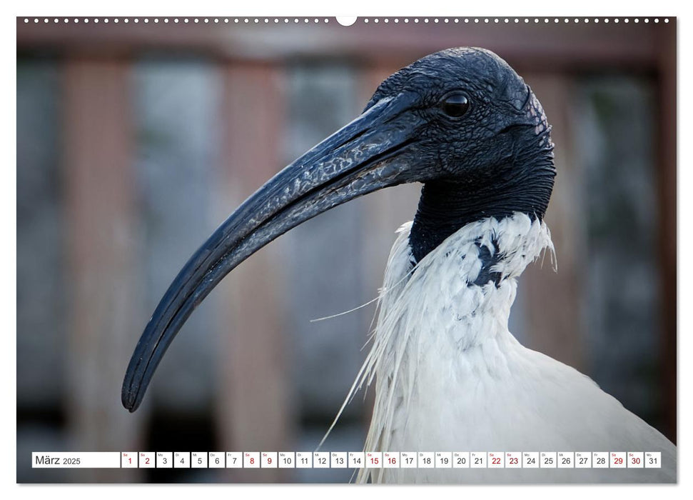 Australiens Vögel (CALVENDO Premium Wandkalender 2025)