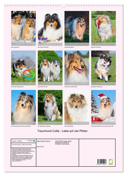 Traumhund Collie - Liebe auf vier Pfoten (CALVENDO Wandkalender 2025)