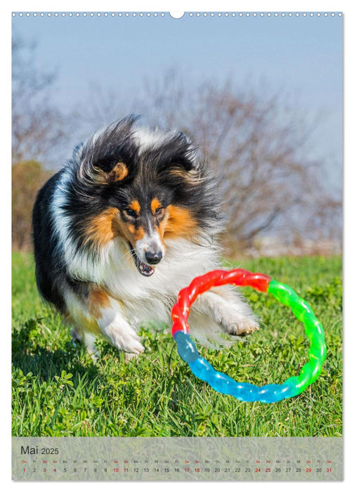 Traumhund Collie - Liebe auf vier Pfoten (CALVENDO Wandkalender 2025)