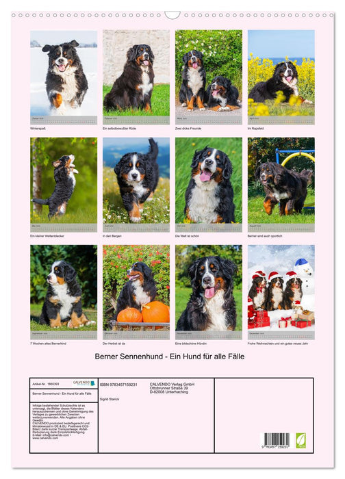 Berner Sennenhund - Ein Hund für alle Fälle (CALVENDO Wandkalender 2025)