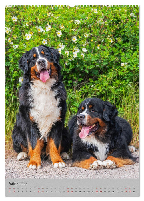 Berner Sennenhund - Ein Hund für alle Fälle (CALVENDO Wandkalender 2025)