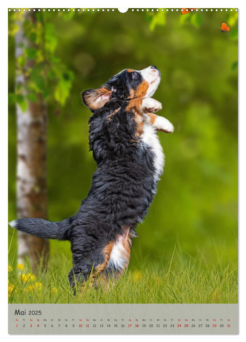 Berner Sennenhund - Ein Hund für alle Fälle (CALVENDO Wandkalender 2025)