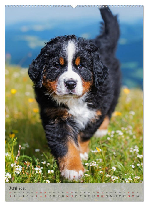 Berner Sennenhund - Ein Hund für alle Fälle (CALVENDO Wandkalender 2025)