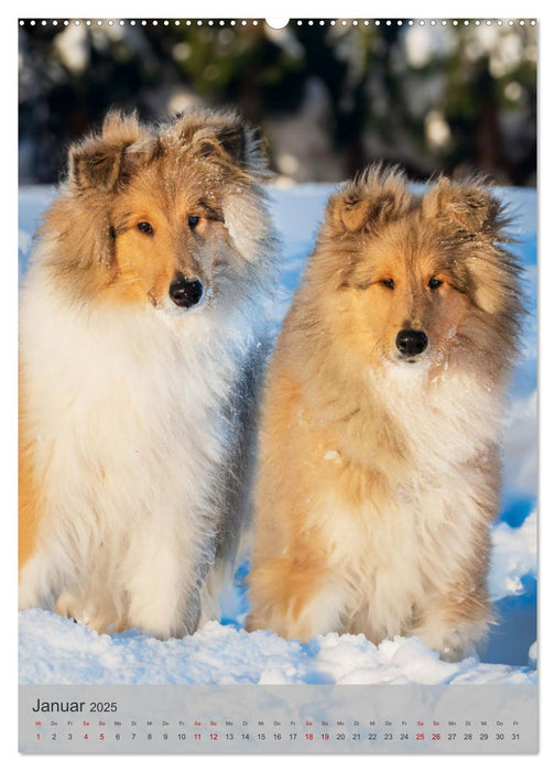 Traumhund Collie - Liebe auf vier Pfoten (CALVENDO Premium Wandkalender 2025)