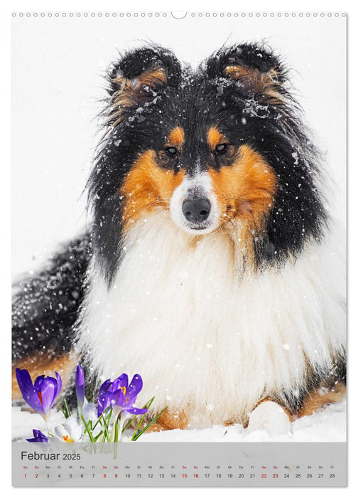 Traumhund Collie - Liebe auf vier Pfoten (CALVENDO Premium Wandkalender 2025)