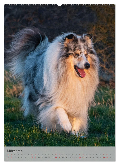 Traumhund Collie - Liebe auf vier Pfoten (CALVENDO Premium Wandkalender 2025)