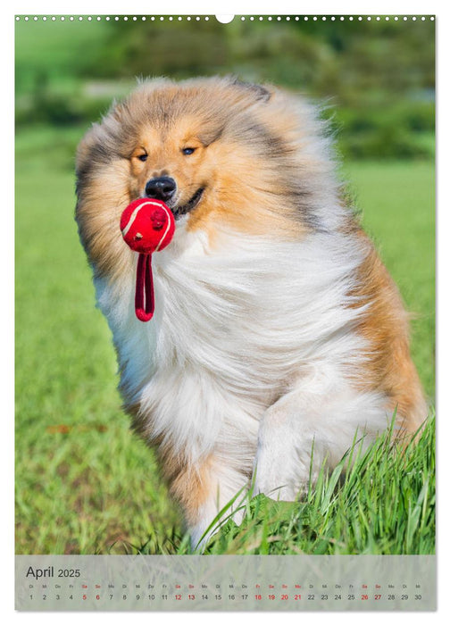 Traumhund Collie - Liebe auf vier Pfoten (CALVENDO Premium Wandkalender 2025)