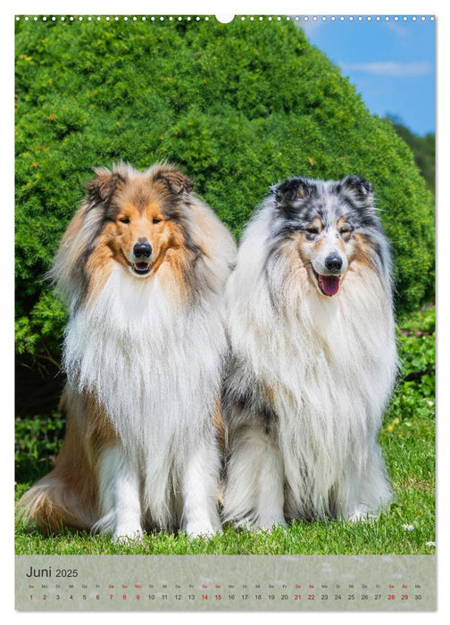 Traumhund Collie - Liebe auf vier Pfoten (CALVENDO Premium Wandkalender 2025)