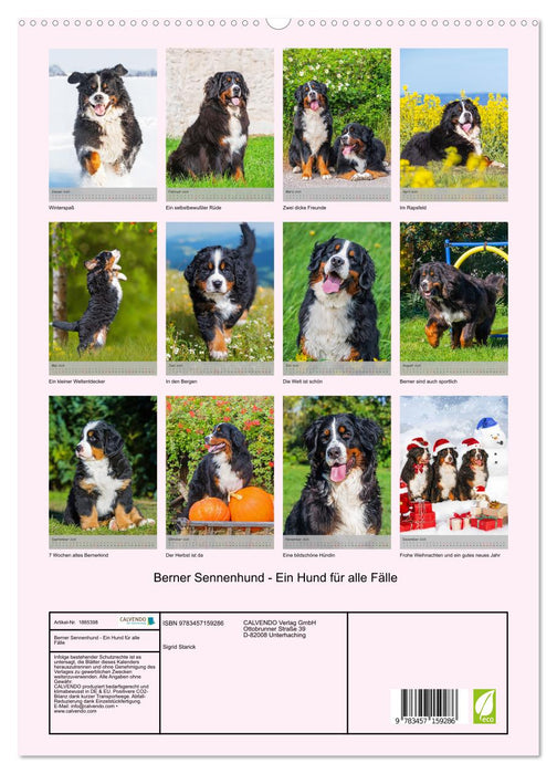 Berner Sennenhund - Ein Hund für alle Fälle (CALVENDO Premium Wandkalender 2025)