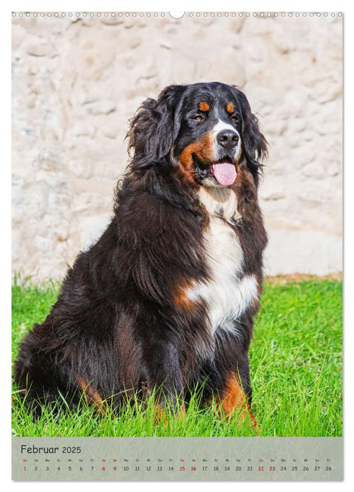 Berner Sennenhund - Ein Hund für alle Fälle (CALVENDO Premium Wandkalender 2025)