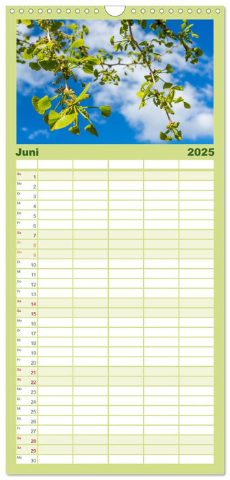 Mit Ginkgo biloba durch das Jahr (CALVENDO Familienplaner 2025)