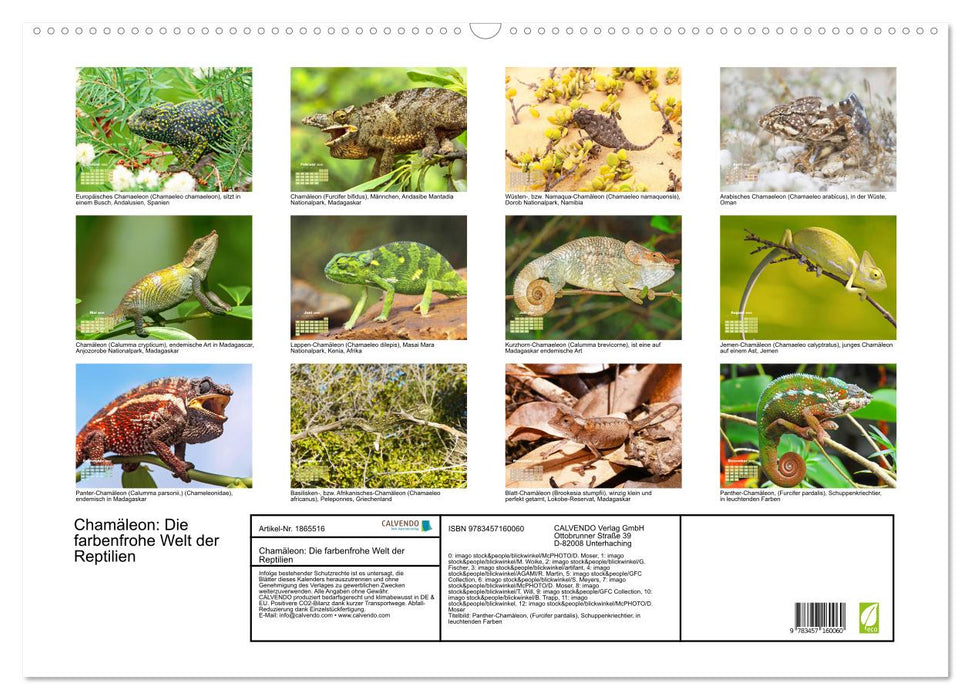 Chamäleon: Die farbenfrohe Welt der Reptilien (CALVENDO Wandkalender 2025)