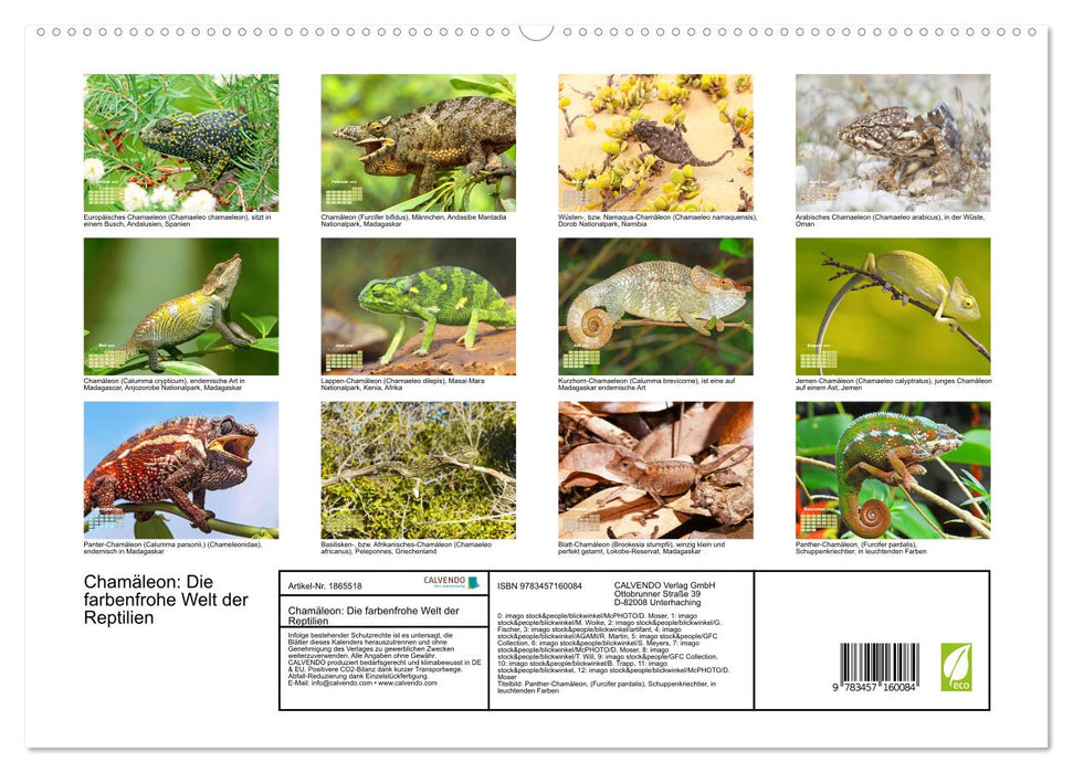 Chamäleon: Die farbenfrohe Welt der Reptilien (CALVENDO Premium Wandkalender 2025)