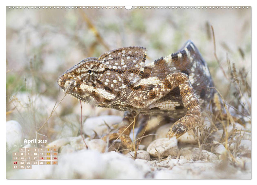 Chamäleon: Die farbenfrohe Welt der Reptilien (CALVENDO Premium Wandkalender 2025)
