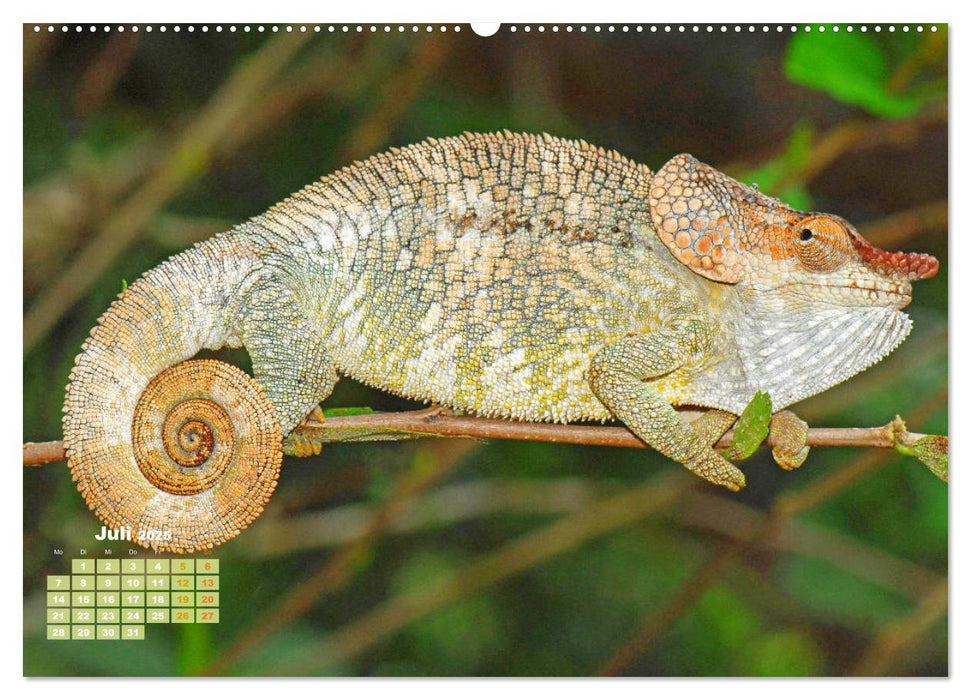 Chamäleon: Die farbenfrohe Welt der Reptilien (CALVENDO Premium Wandkalender 2025)