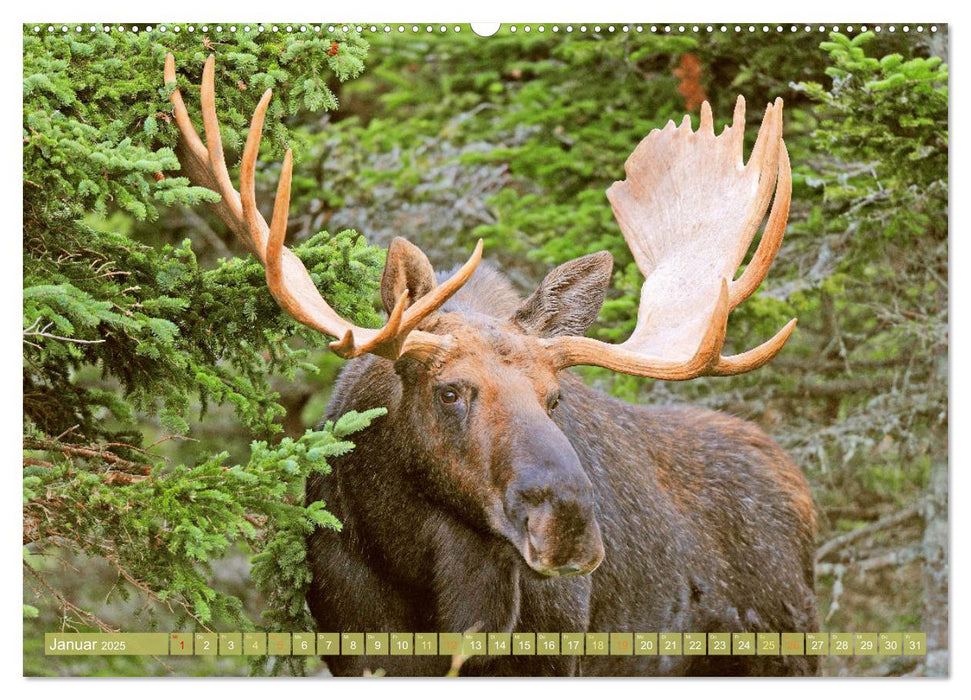 Elche: Nordische Riesen (CALVENDO Wandkalender 2025)