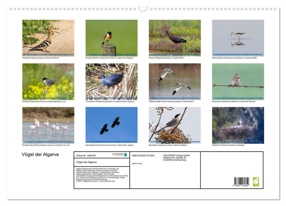Vögel der Algarve (CALVENDO Wandkalender 2025)