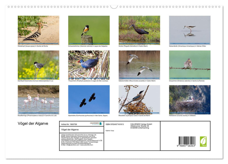 Vögel der Algarve (CALVENDO Premium Wandkalender 2025)