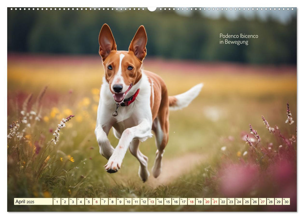 Windhunde im Portrait (CALVENDO Wandkalender 2025)