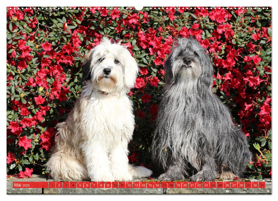 Tibet Terrier Theo (CALVENDO Premium Wandkalender 2025)