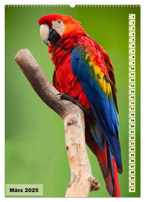 Die buntesten Vögel der Welt (CALVENDO Premium Wandkalender 2025)