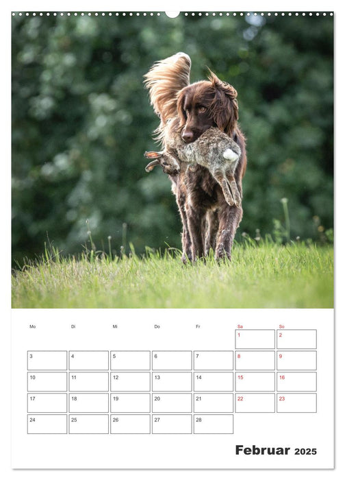Geboren um zu Jagen. Der kleine Münsterländer (CALVENDO Premium Wandkalender 2025)