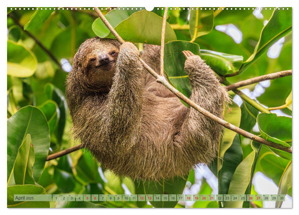 Tropenparadies zwischen Ozeanen Costa Rica (CALVENDO Premium Wandkalender 2025)