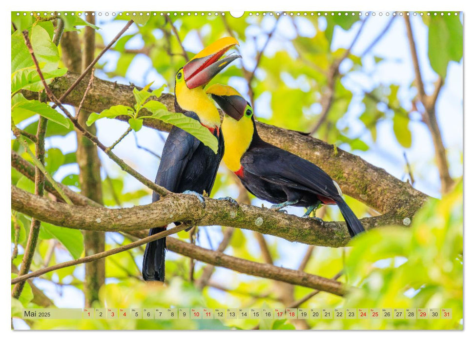 Tropenparadies zwischen Ozeanen Costa Rica (CALVENDO Premium Wandkalender 2025)