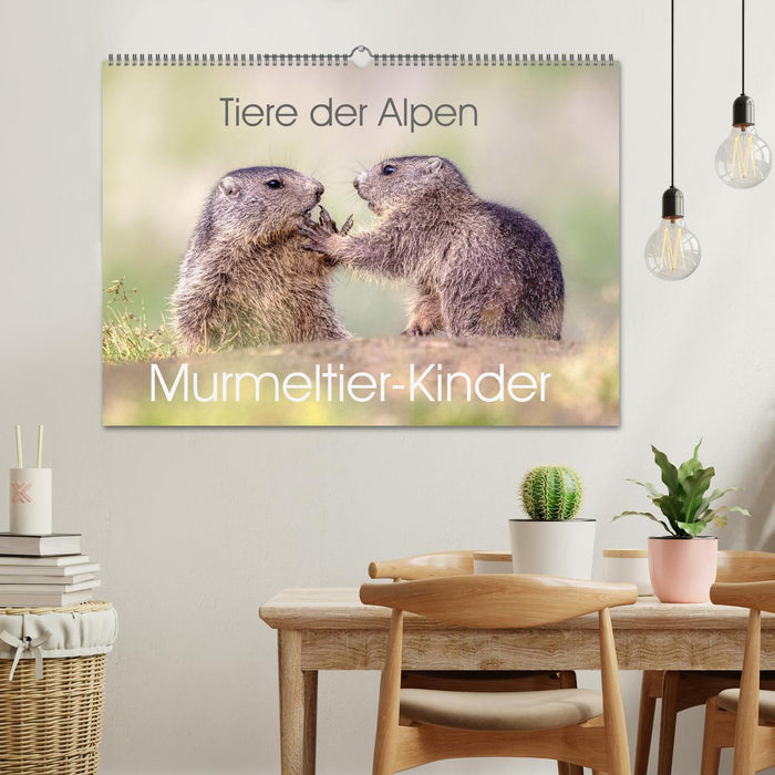 Tiere der Alpen - Murmeltier-Kinder (CALVENDO Wandkalender 2025)