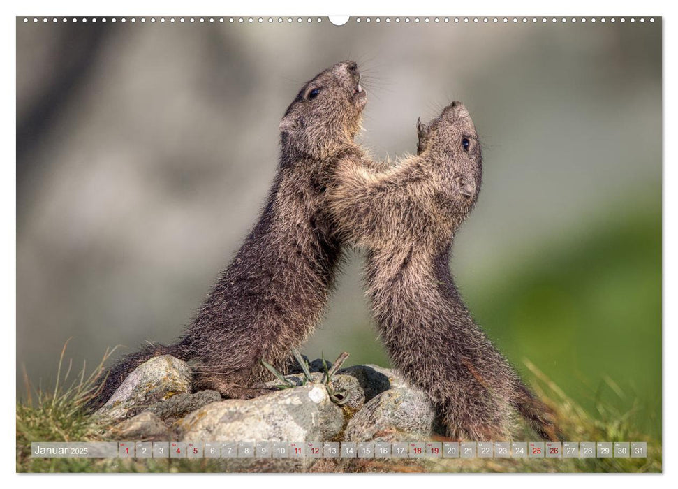 Tiere der Alpen - Murmeltier-Kinder (CALVENDO Wandkalender 2025)