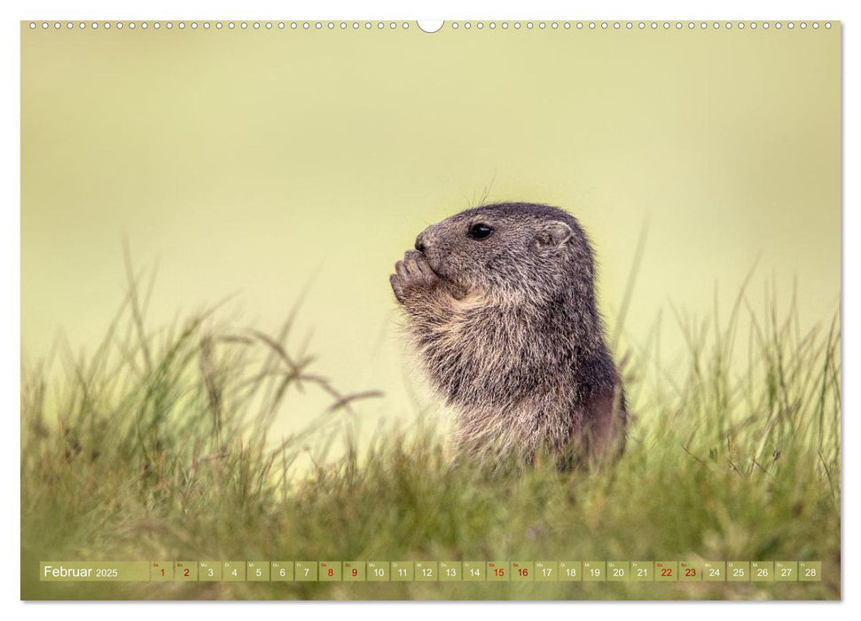 Tiere der Alpen - Murmeltier-Kinder (CALVENDO Wandkalender 2025)