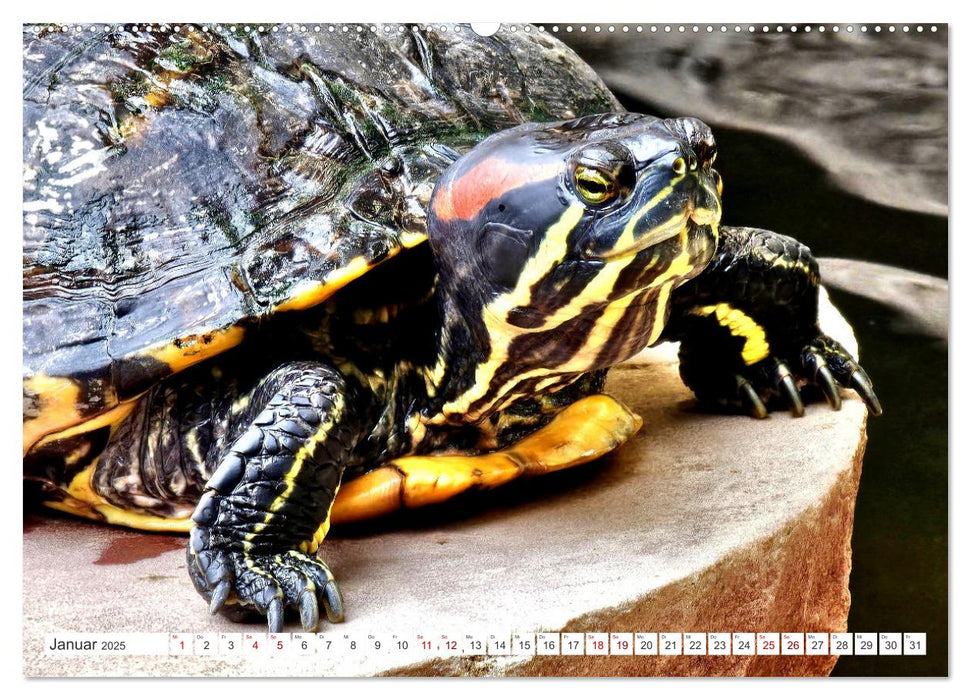 Schmuckschildkröten - Schmuckstücke der Natur (CALVENDO Premium Wandkalender 2025)