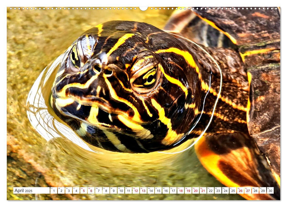 Schmuckschildkröten - Schmuckstücke der Natur (CALVENDO Premium Wandkalender 2025)