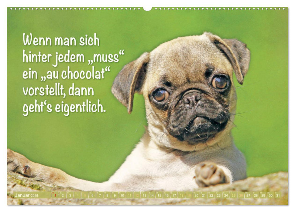 Lächeln mit Mops (CALVENDO Wandkalender 2025)