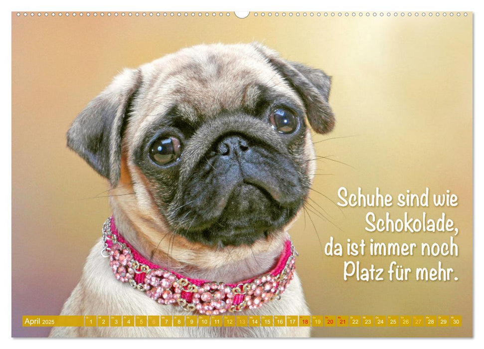 Lächeln mit Mops (CALVENDO Wandkalender 2025)