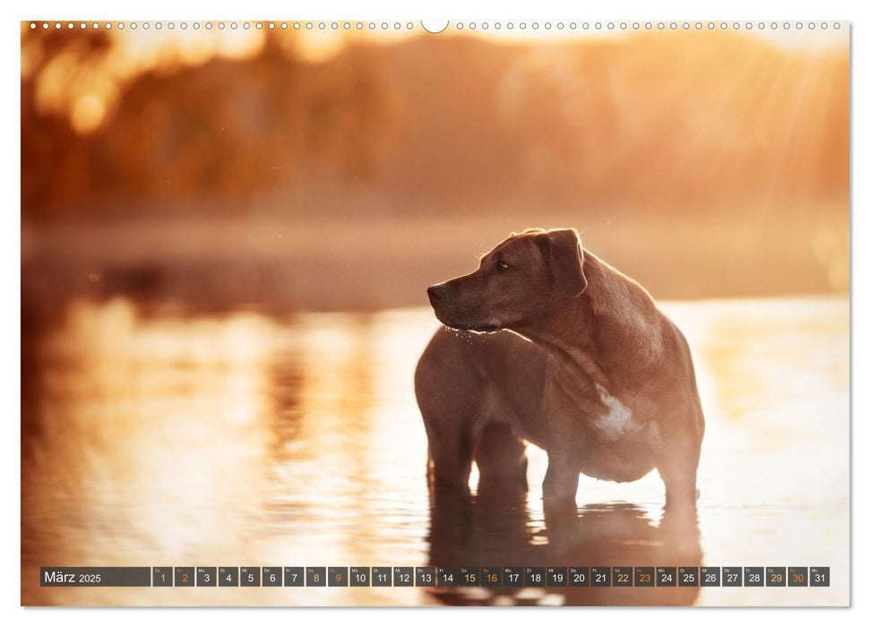 Pfotenblitzer bunte Tierfotografie an Land und im Wasser (CALVENDO Wandkalender 2025)