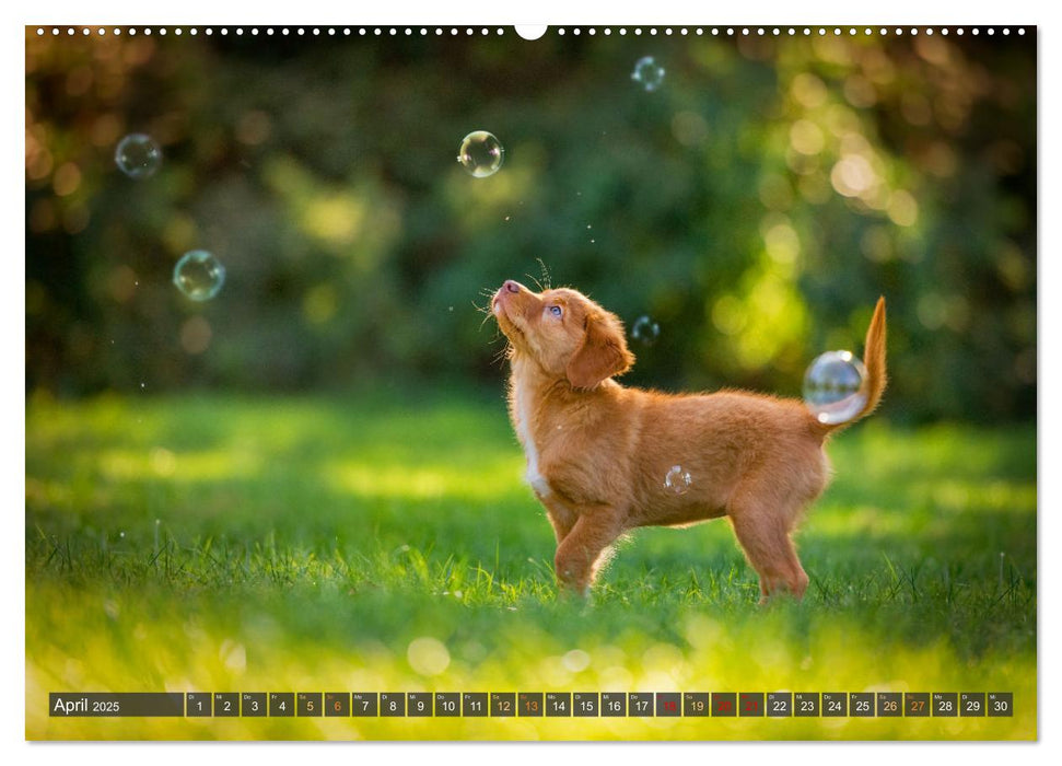 Pfotenblitzer bunte Tierfotografie an Land und im Wasser (CALVENDO Wandkalender 2025)