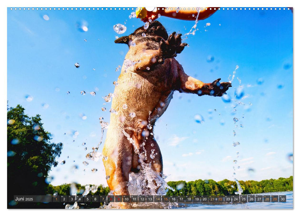 Pfotenblitzer bunte Tierfotografie an Land und im Wasser (CALVENDO Wandkalender 2025)