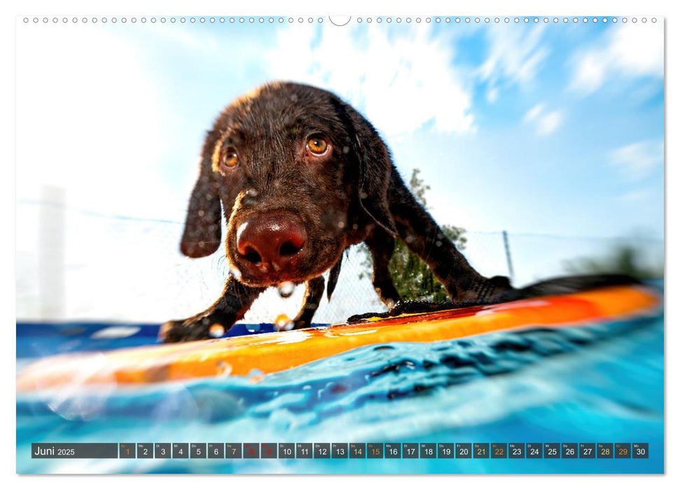 Pfotenblitzer bunte Tierfotografie an Land und im Wasser (CALVENDO Wandkalender 2025)