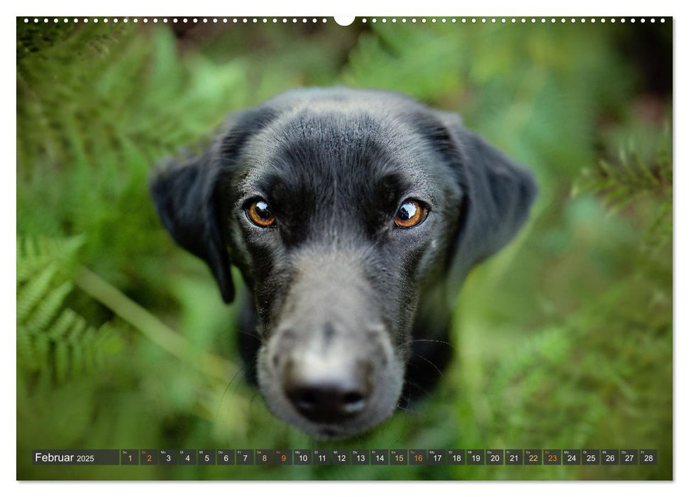 Pfotenblitzer bunte Tierfotografie an Land und im Wasser (CALVENDO Premium Wandkalender 2025)