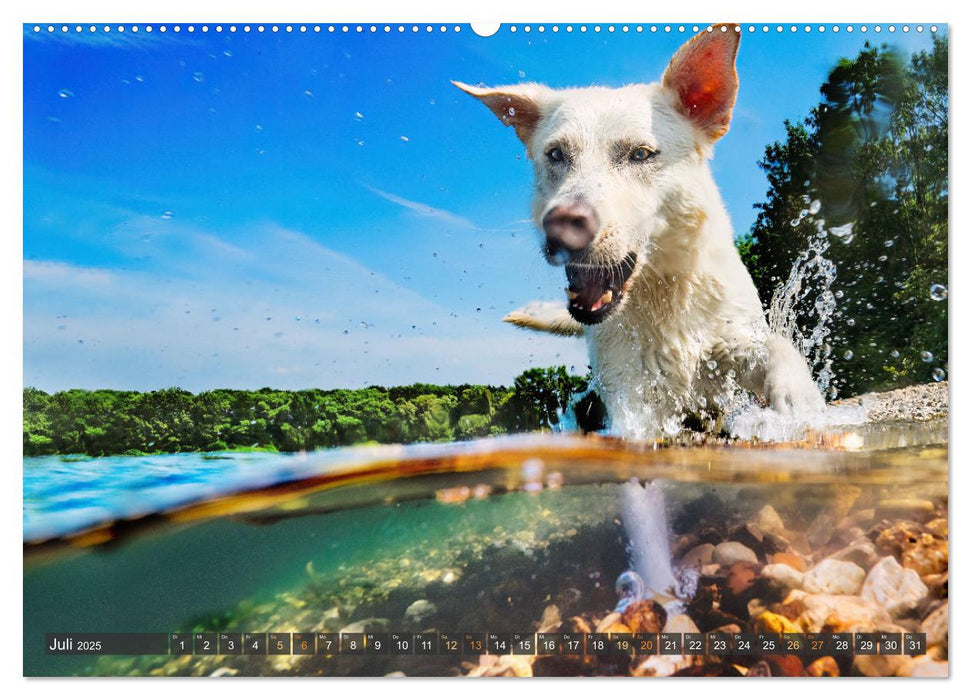 Pfotenblitzer bunte Tierfotografie an Land und im Wasser (CALVENDO Premium Wandkalender 2025)