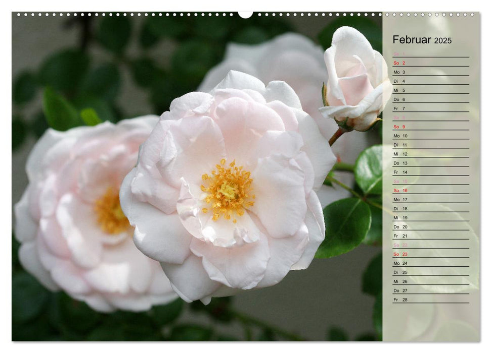 Rosensommer (CALVENDO Wandkalender 2025)