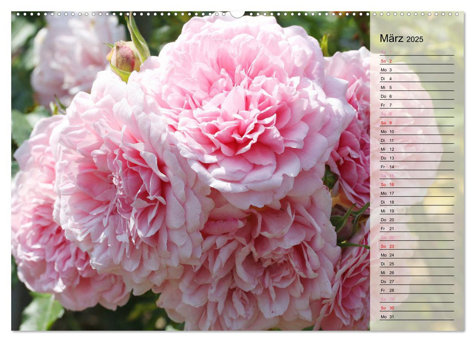 Rosensommer (CALVENDO Wandkalender 2025)