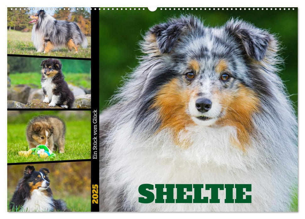 Sheltie - Ein Stück vom Glück (CALVENDO Wandkalender 2025)