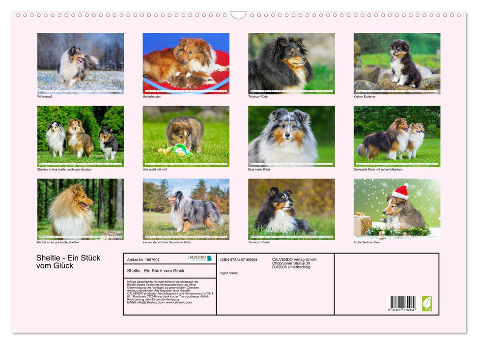 Sheltie - Ein Stück vom Glück (CALVENDO Wandkalender 2025)