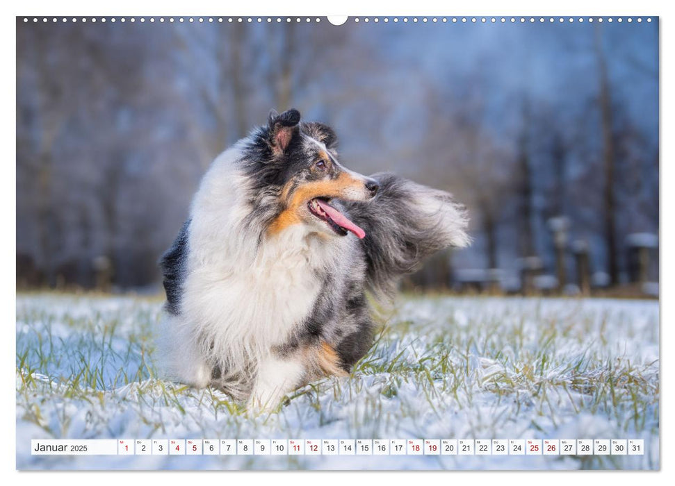 Sheltie - Ein Stück vom Glück (CALVENDO Wandkalender 2025)